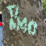 Vandalismo a Caselle in Pittari, la dura reazione del sindaco Nuzzo