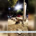 Cinghiali sulle spiagge del Cilento: emergenza decoro tra Palinuro e Licosa