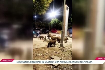 Cinghiali sulle spiagge del Cilento: emergenza decoro tra Palinuro e Licosa