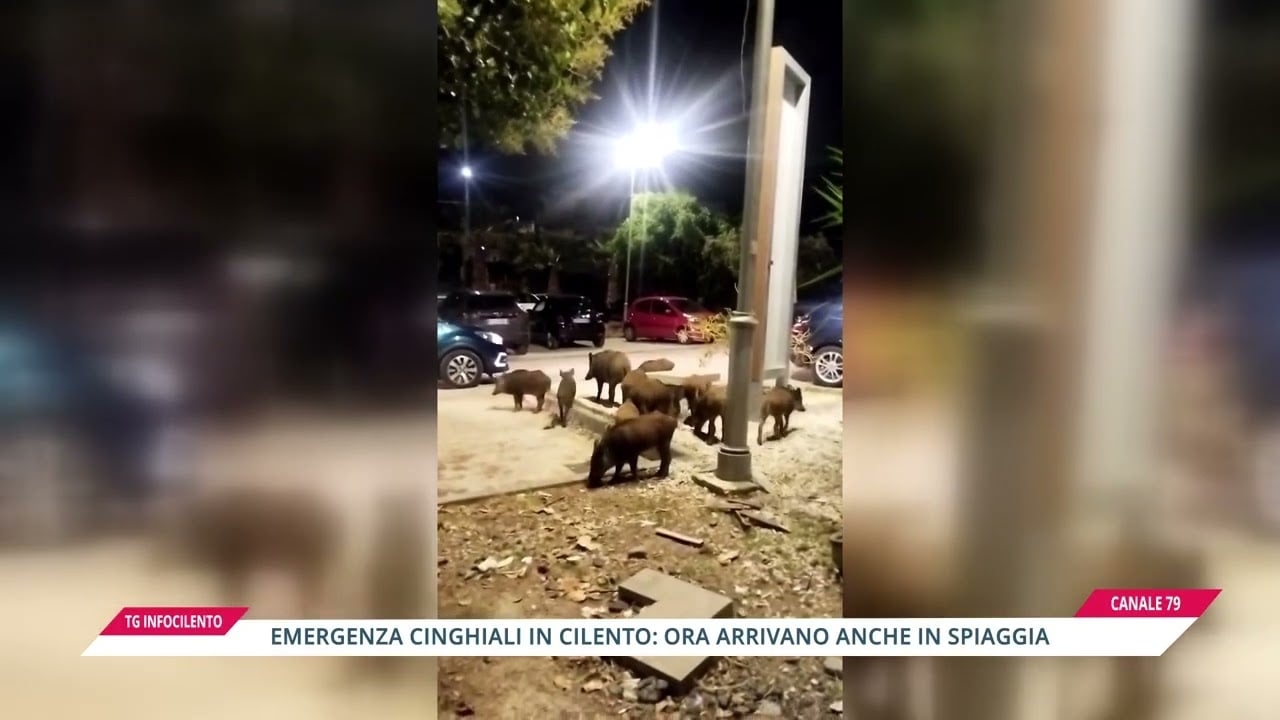 Cinghiali sulle spiagge del Cilento: emergenza decoro tra Palinuro e Licosa