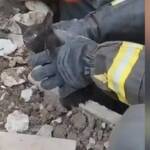 Polla, gattino sepolto vivo per 24 ore: salvato dai Vigili del Fuoco