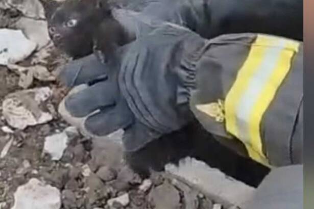 Polla, gattino sepolto vivo per 24 ore: salvato dai Vigili del Fuoco