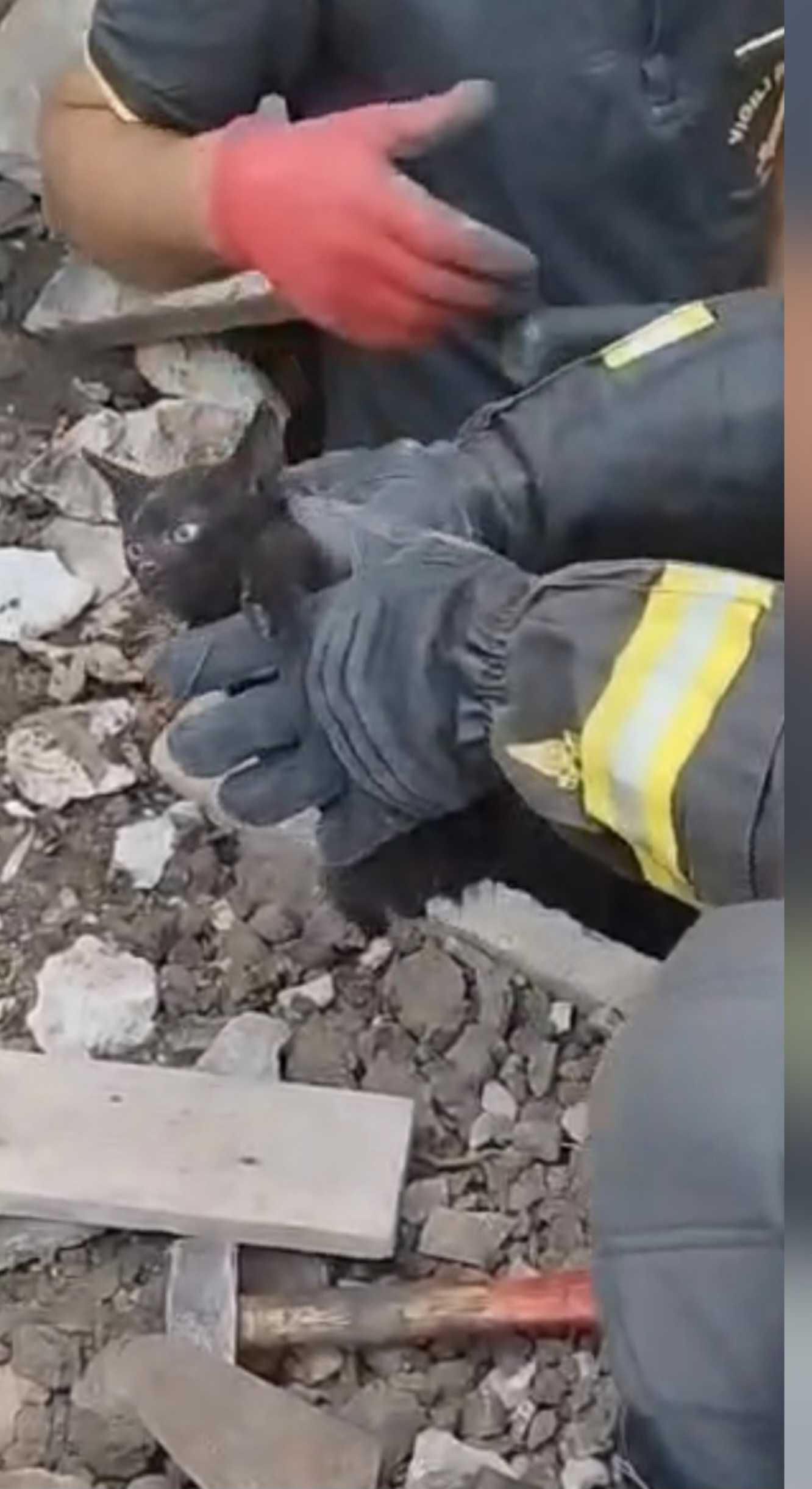 Polla, gattino sepolto vivo per 24 ore: salvato dai Vigili del Fuoco