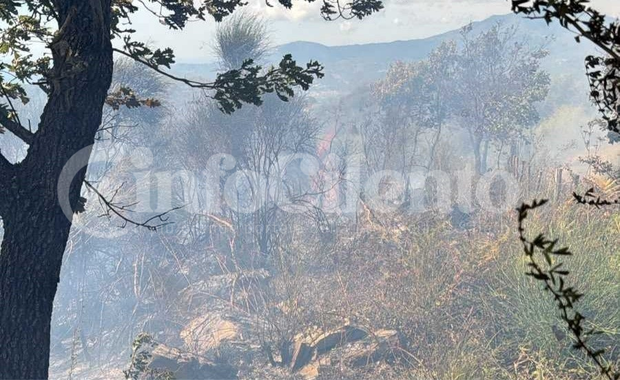 Incendio a Vibonati, distrutti due ettari di vegetazione: paura a Tempitelle