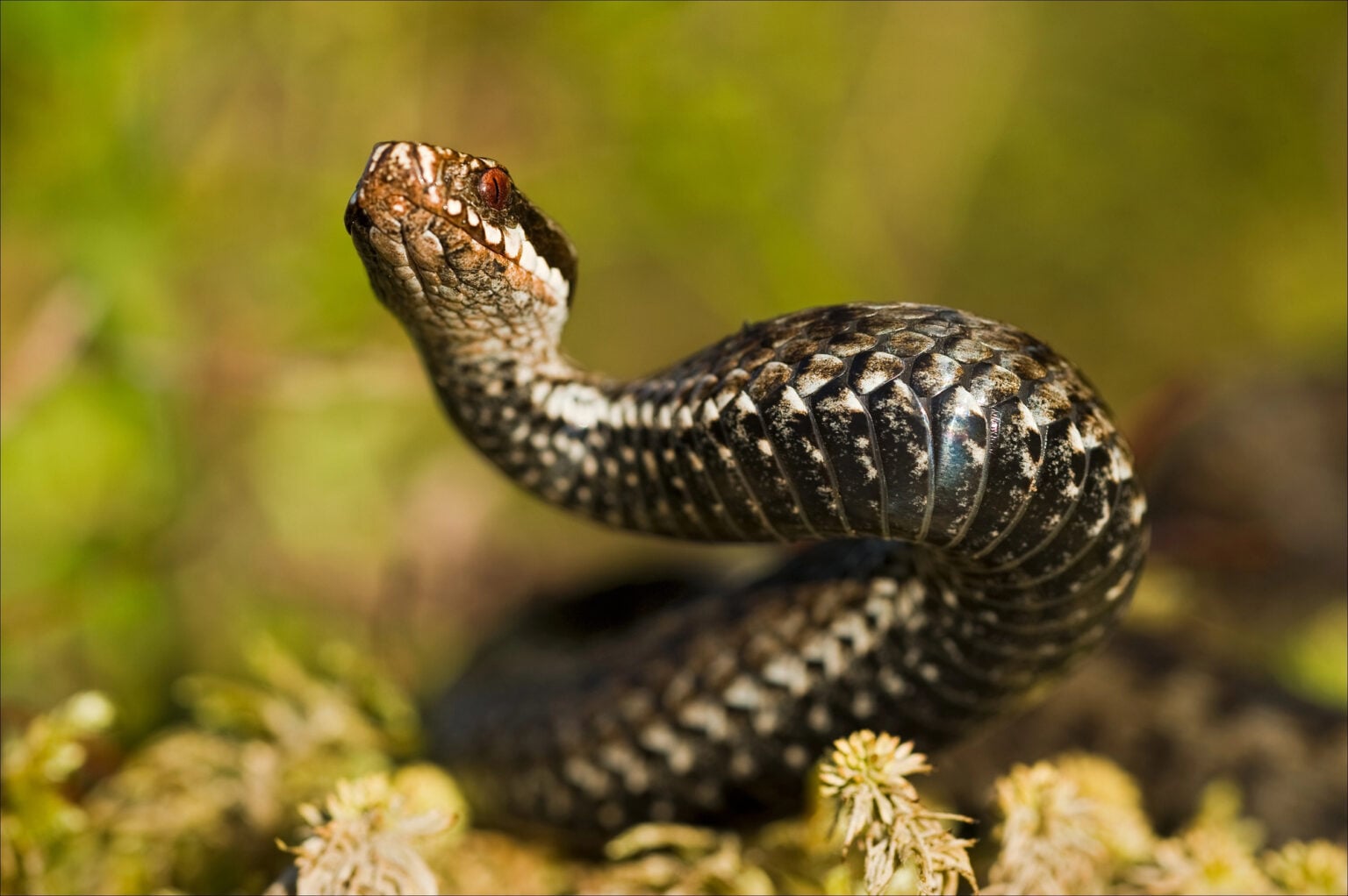 Emergenza vipera nel Cilento: la denuncia sul siero introvabile e i trasferimenti a Napoli
