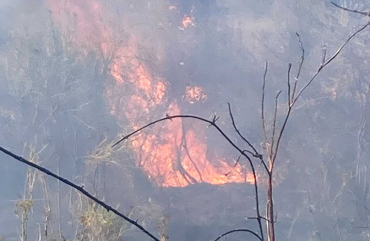 Incendio a Celle di Bulgheria, domato il rogo in località Castagnola