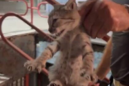 Vallo della Lucania, gattino intrappolato in una siepe: messo in salvo dai Vigili del Fuoco