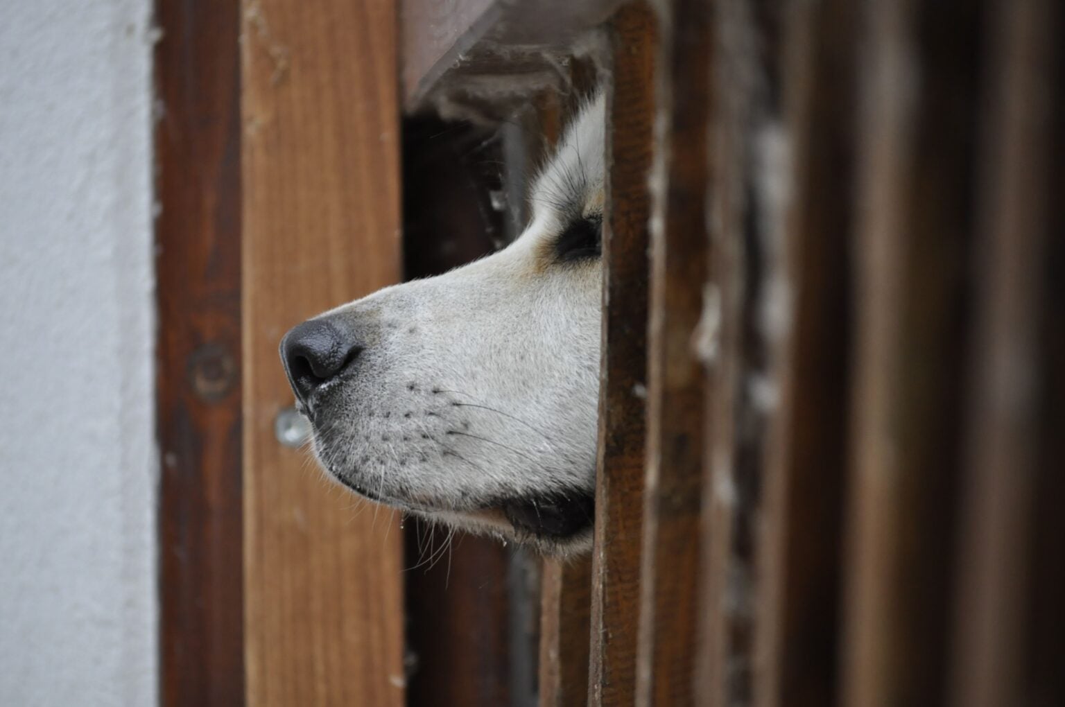 Tentato furto tra Casal Velino e Castelnuovo: il cane mette in fuga i ladri