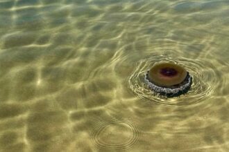 Meduse Cassiopea nel mare del Cilento: dopo Agropoli, avvistamenti anche a Palinuro e Marina di Camerota