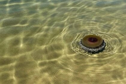 Meduse Cassiopea nel mare del Cilento: dopo Agropoli, avvistamenti anche a Palinuro e Marina di Camerota