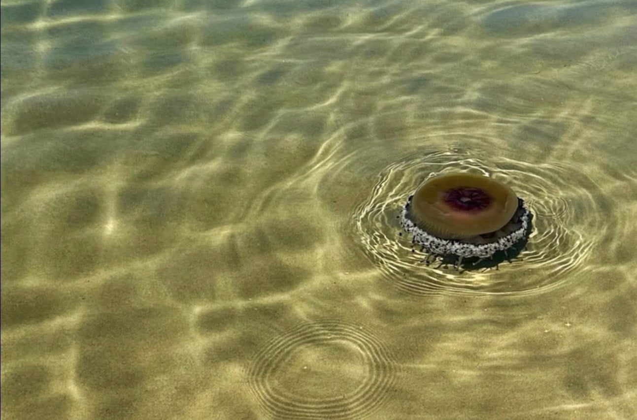 Meduse Cassiopea nel mare del Cilento: dopo Agropoli, avvistamenti anche a Palinuro e Marina di Camerota