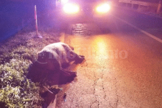 Cinghiale in strada sulla SS517: scontro tra due auto, sfiorata la tragedia