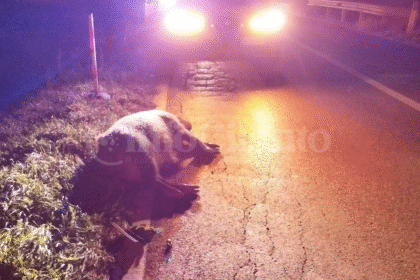 Cinghiale in strada sulla SS517: scontro tra due auto, sfiorata la tragedia