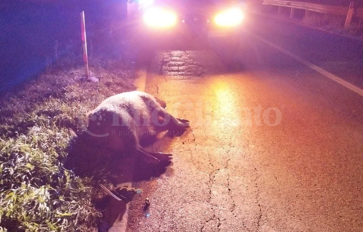 Cinghiale in strada sulla SS517: scontro tra due auto, sfiorata la tragedia