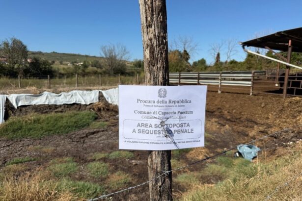 Sequestro azienda bufalina a Scigliati: sversamenti illeciti nel canale