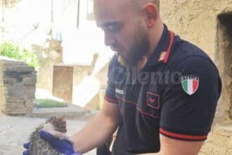Aquara, gattino intrappolato salvato da carabinieri e polizia locale