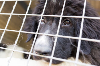 Trentotto cani salvati da un casolare a Eboli: due coniugi denunciati per maltrattamento