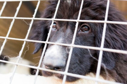 Trentotto cani salvati da un casolare a Eboli: due coniugi denunciati per maltrattamento