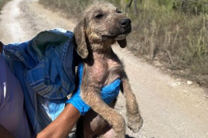 Cuccioli abbandonati a Casal Velino: due morti travolti, dura denuncia