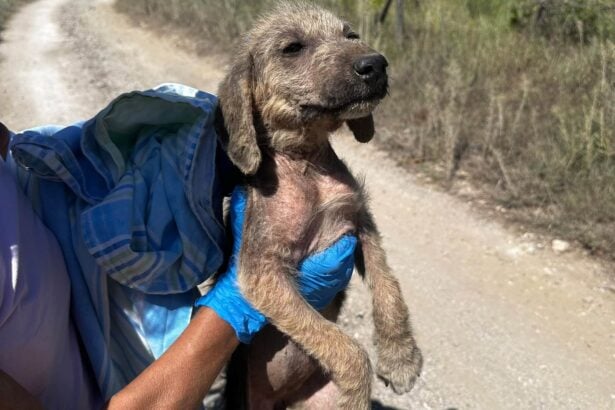Cuccioli abbandonati a Casal Velino: due morti travolti, dura denuncia