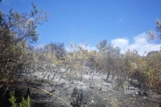 Incendio a Ispani: due ettari di macchia mediterranea distrutti