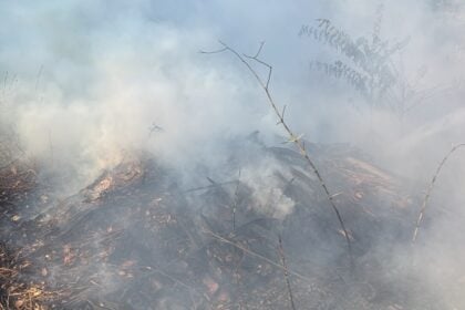 Incendio ad Ascea, fiamme in un canneto a Grisi: intervento immediato dei soccorsi