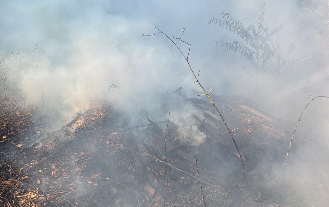 Incendio ad Ascea, fiamme in un canneto a Grisi: intervento immediato dei soccorsi