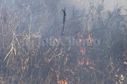 Incendio a Torre Orsaia: fiamme in località Pedale, macchia mediterranea in fumo