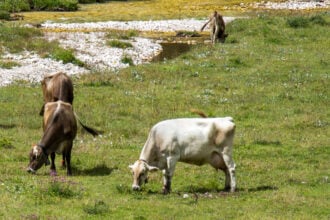 Emergenza idrica sulle montagne del Vallo di Diano: a rischio gli allevamenti e la transumanza