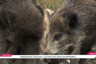 Emergenza cinghiali nel Cilento: cause e soluzioni degli esperti