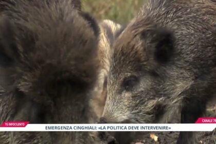 Emergenza cinghiali nel Cilento: cause e soluzioni degli esperti