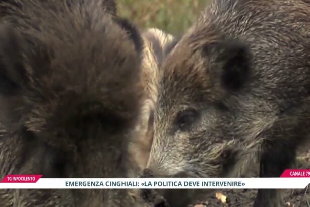 Emergenza cinghiali nel Cilento: cause e soluzioni degli esperti