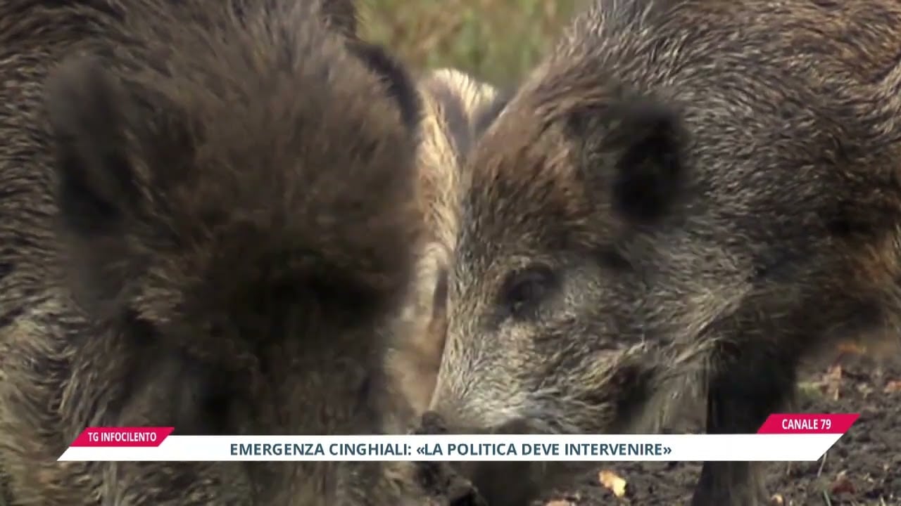 Emergenza cinghiali nel Cilento: cause e soluzioni degli esperti