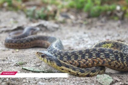 Palomonte, giovane morso da vipera: è emergenza nel salernitano