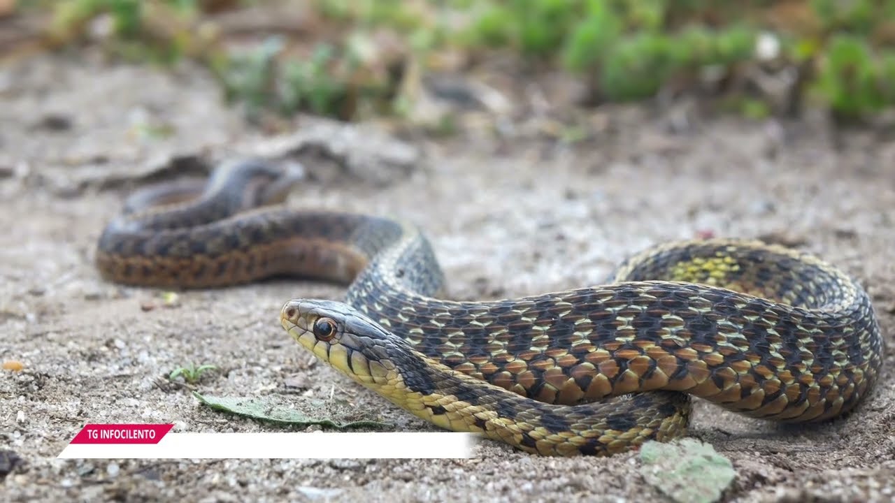Palomonte, giovane morso da vipera: è emergenza nel salernitano