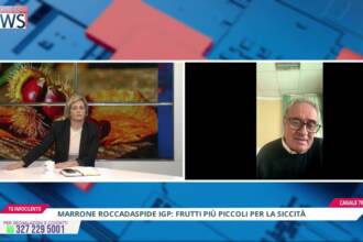 Marrone di Roccadaspide IGP: al via la raccolta, appello del Consorzio