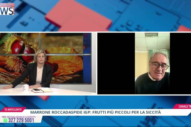 Marrone di Roccadaspide IGP: al via la raccolta, appello del Consorzio