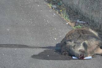 Vallo di Diano: cinghiale travolto tra Atena Lucana e Polla, è emergenza stradale