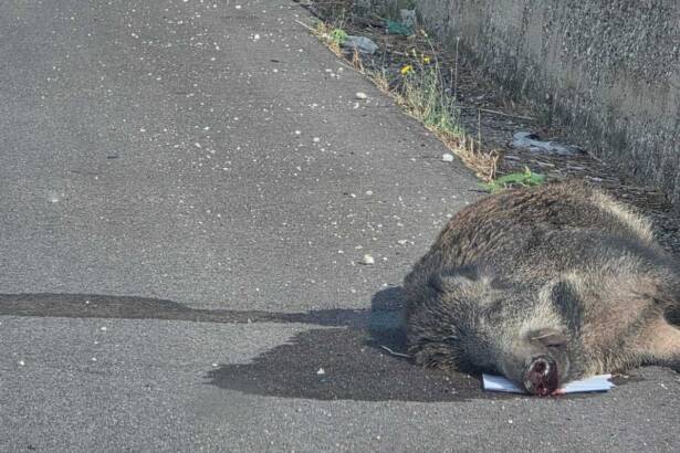 Vallo di Diano: cinghiale travolto tra Atena Lucana e Polla, è emergenza stradale