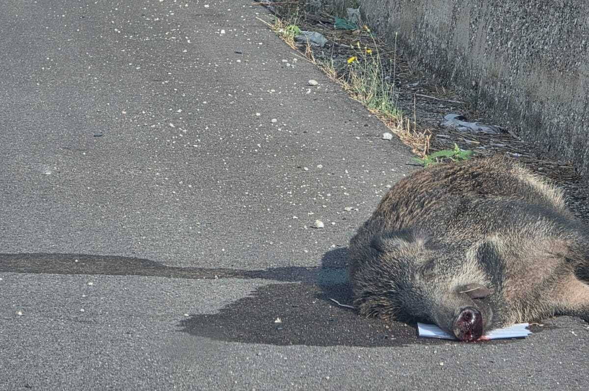 Vallo di Diano: cinghiale travolto tra Atena Lucana e Polla, è emergenza stradale