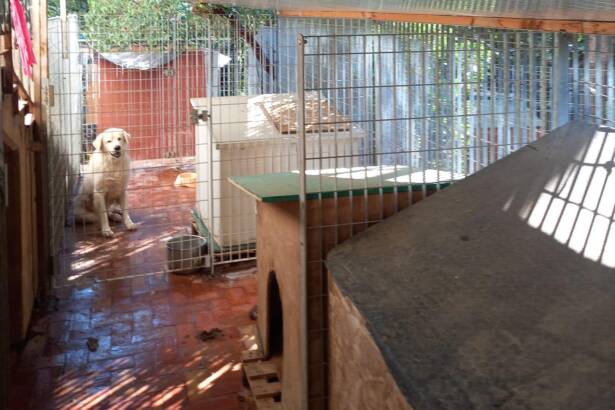 Salerno, sequestrati 41 cani in degrado: blitz della polizia municipale