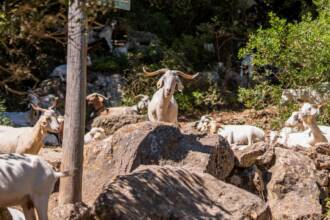 Capre di Anacapri, salta il trasferimento ad Agropoli: restano sull’isola in un’oasi