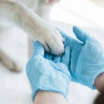 Vallo della Lucania, al via la sterilizzazione canina gratuita: come fare domanda