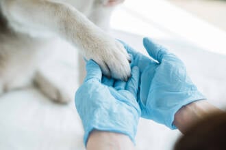 Vallo della Lucania, al via la sterilizzazione canina gratuita: come fare domanda