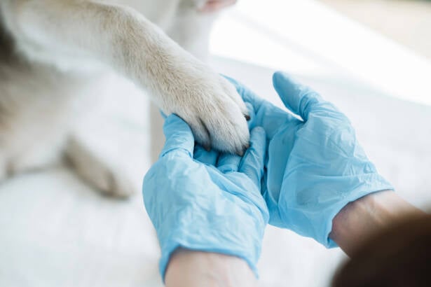 Vallo della Lucania, al via la sterilizzazione canina gratuita: come fare domanda