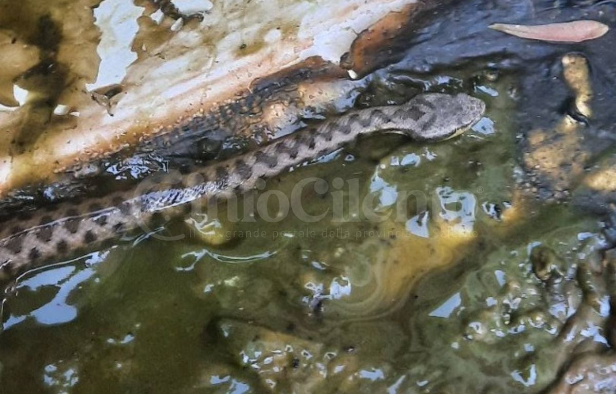 Vipera in casa a Centola: donna la cattura con uno straccio e la libera